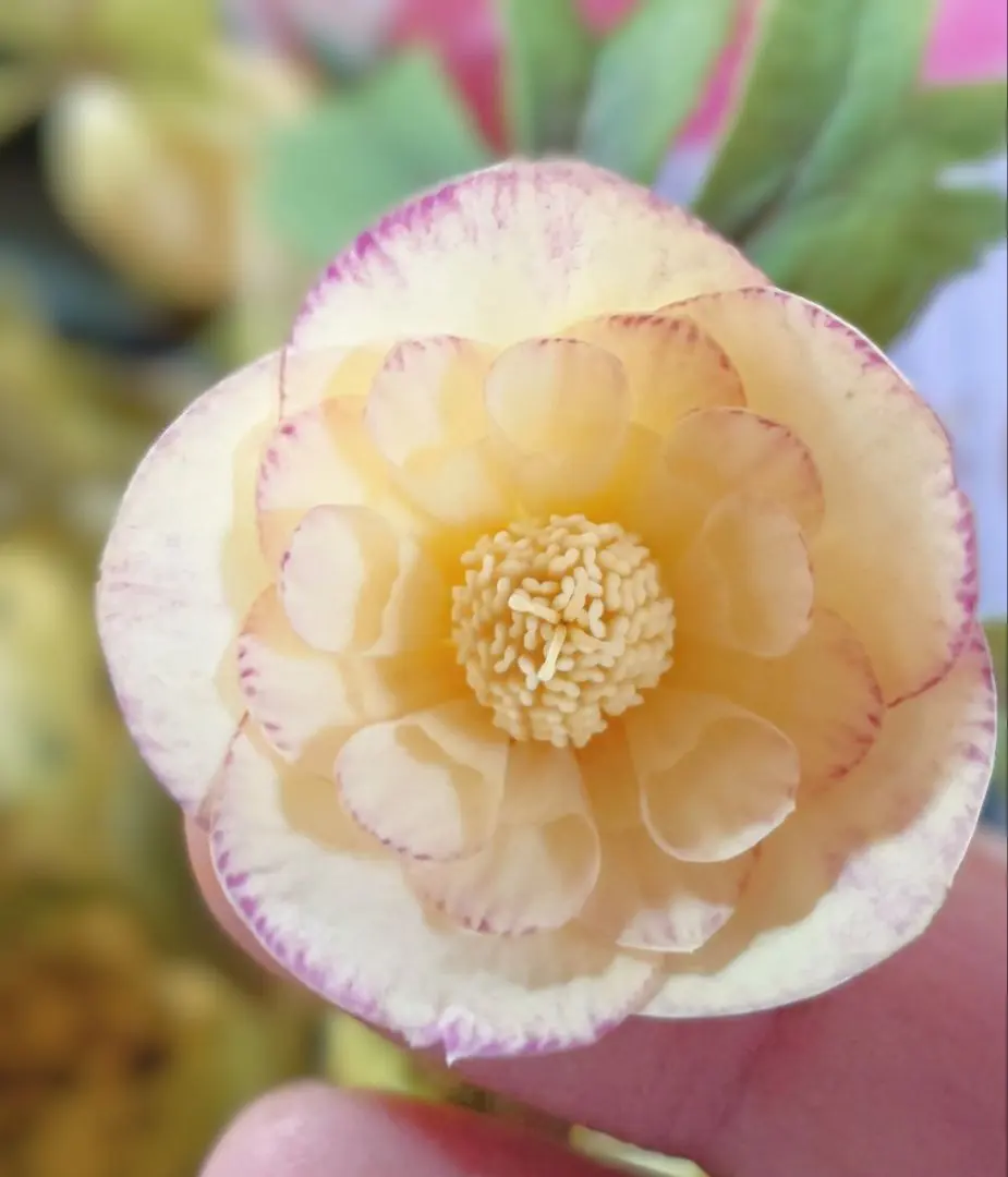 2026年最新】蜃気楼 クリスマスローズの人気アイテム - メルカリ