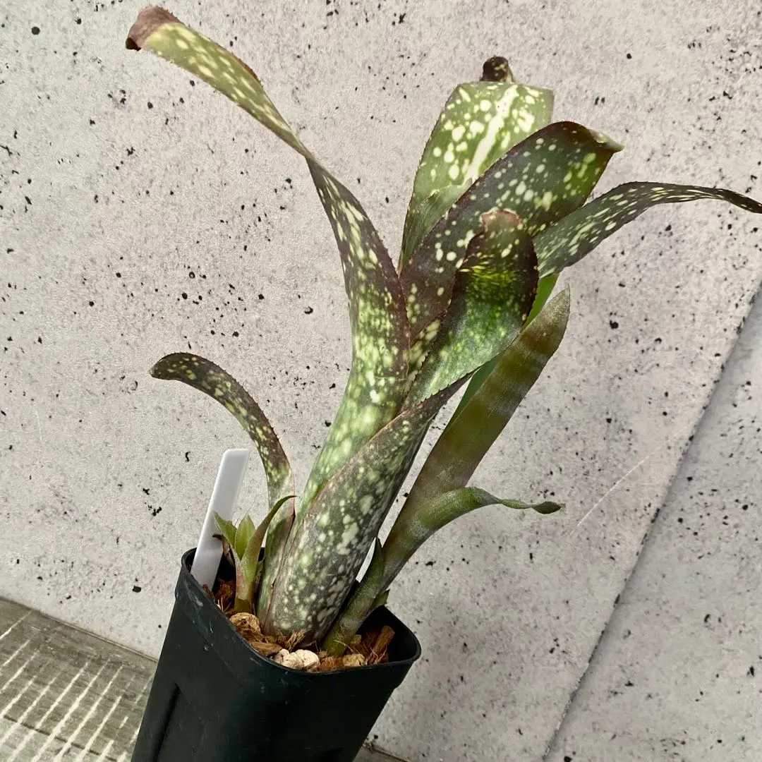 2026年最新】珍しいタンクブロメリアの人気アイテム - メルカリ