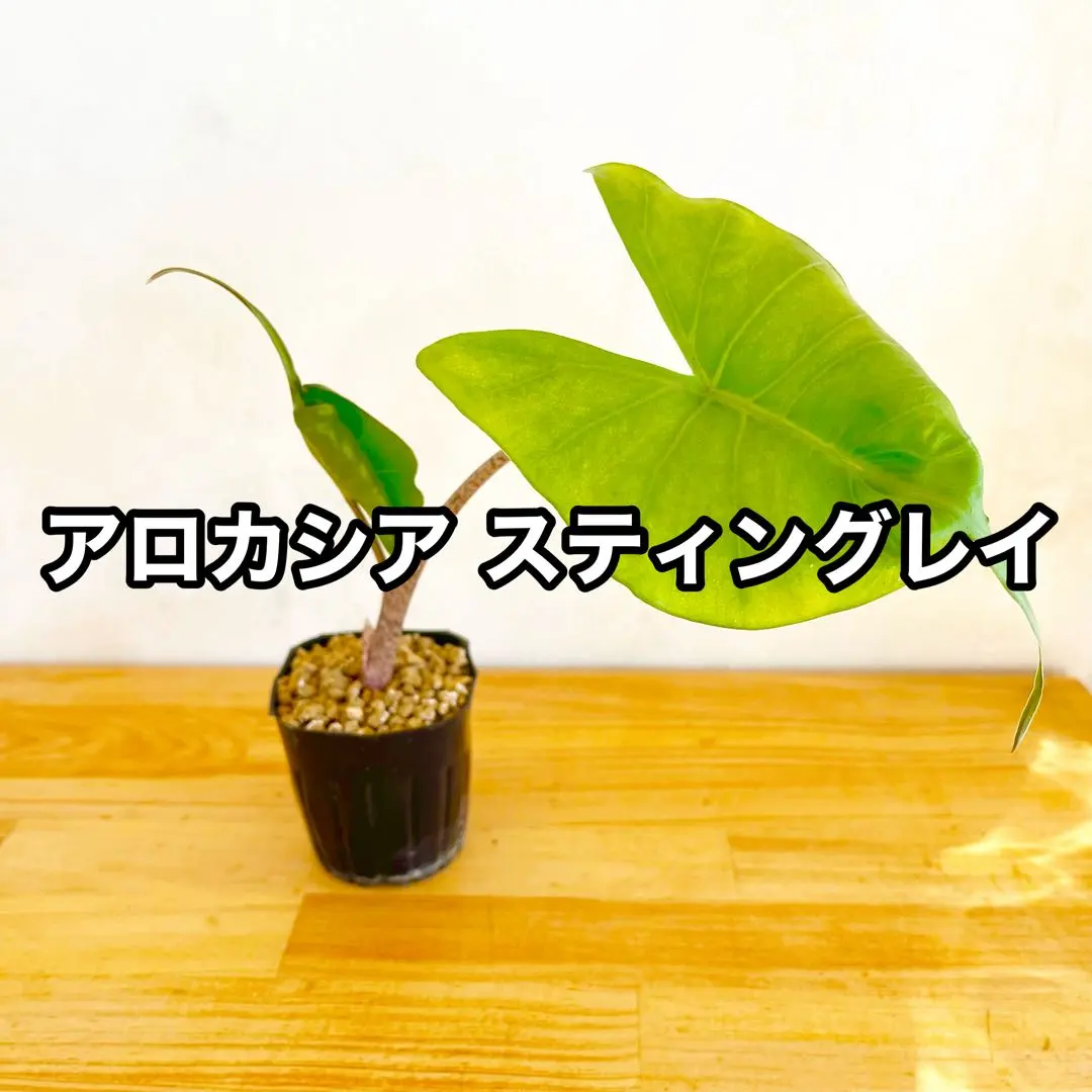 2026年最新】アロカシアスティングレイの人気アイテム - メルカリ