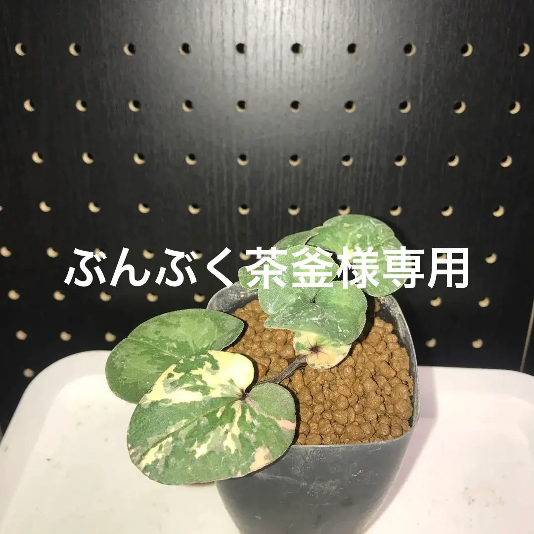 2026年最新】寒葵の人気アイテム - メルカリ