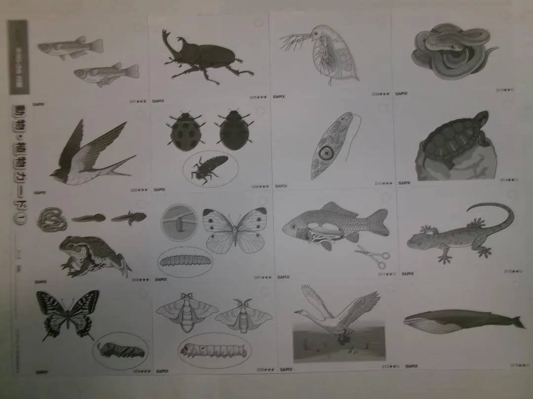 2026年最新】サピックス カード 動物 植物の人気アイテム - メルカリ