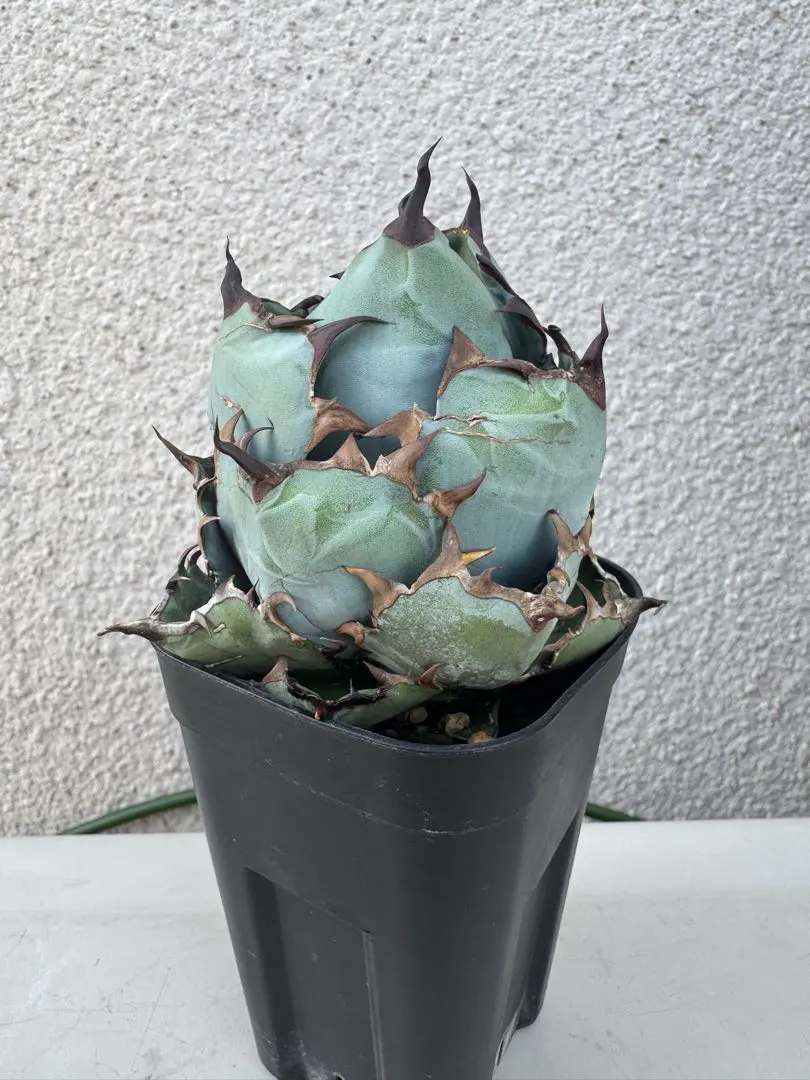 2026年最新】チタノタ ビーストの人気アイテム - メルカリ