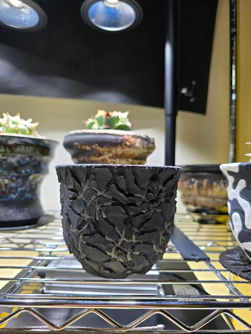 2026年最新】left botanicalの人気アイテム - メルカリ