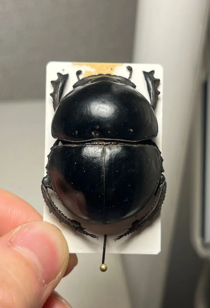 2026年最新】フンコロガシ 標本の人気アイテム - メルカリ