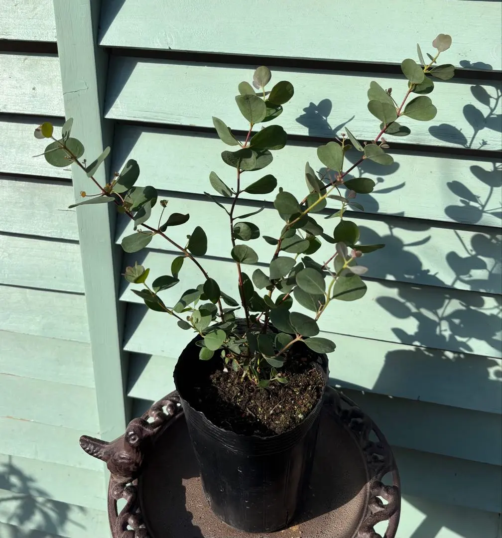 2026年最新】ユーカリ ウェブステリアナの人気アイテム - メルカリ