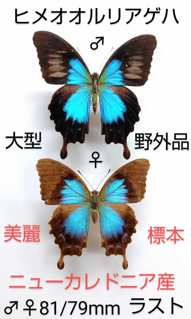 2026年最新】オオルリアゲハ 標本の人気アイテム - メルカリ