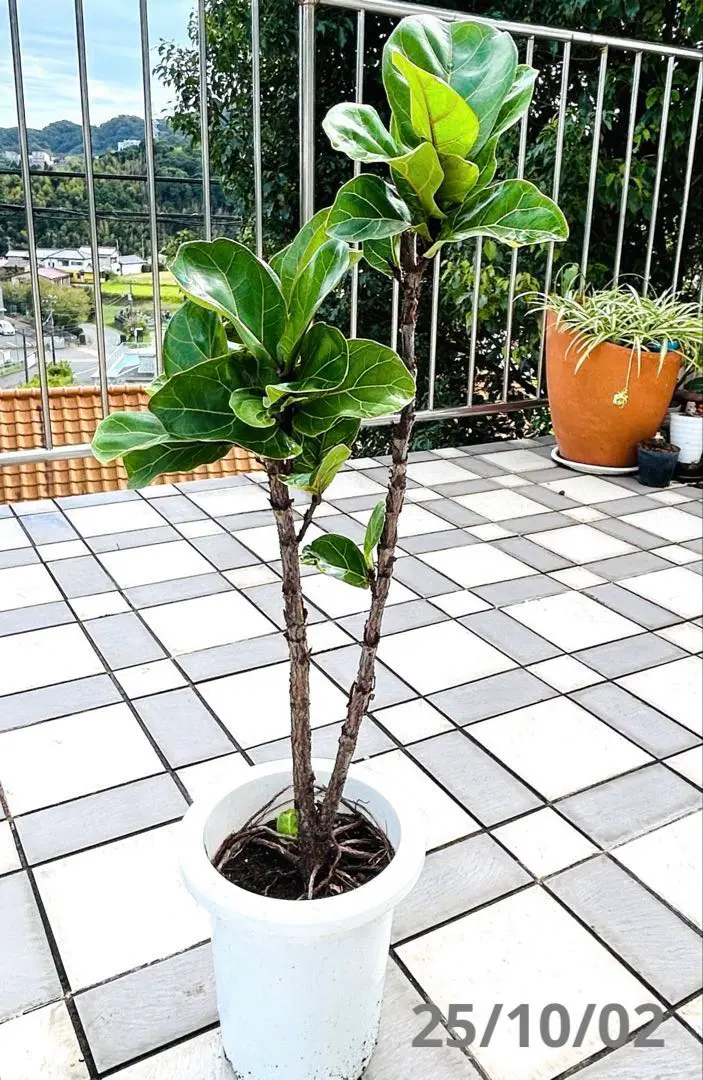 2026年最新】カシワバゴムの木の人気アイテム - メルカリ