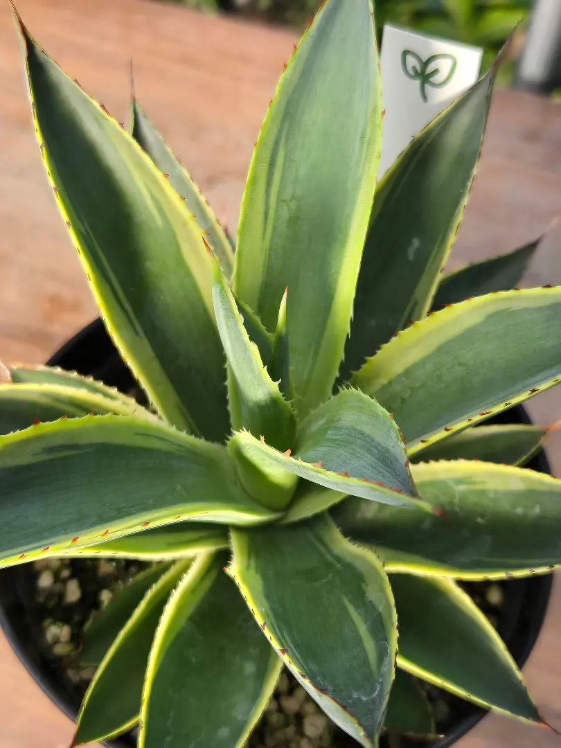 2026年最新】サングロー アガベの人気アイテム - メルカリ