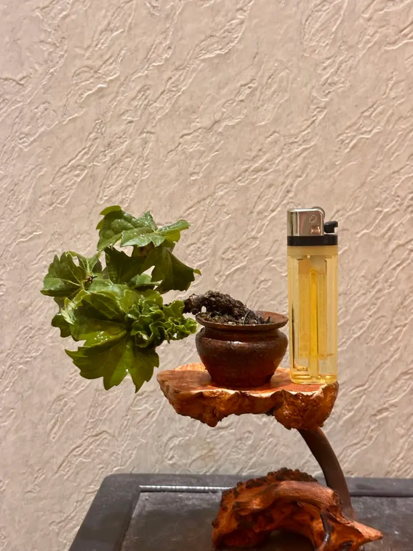 2026年最新】竜神蔦の人気アイテム - メルカリ