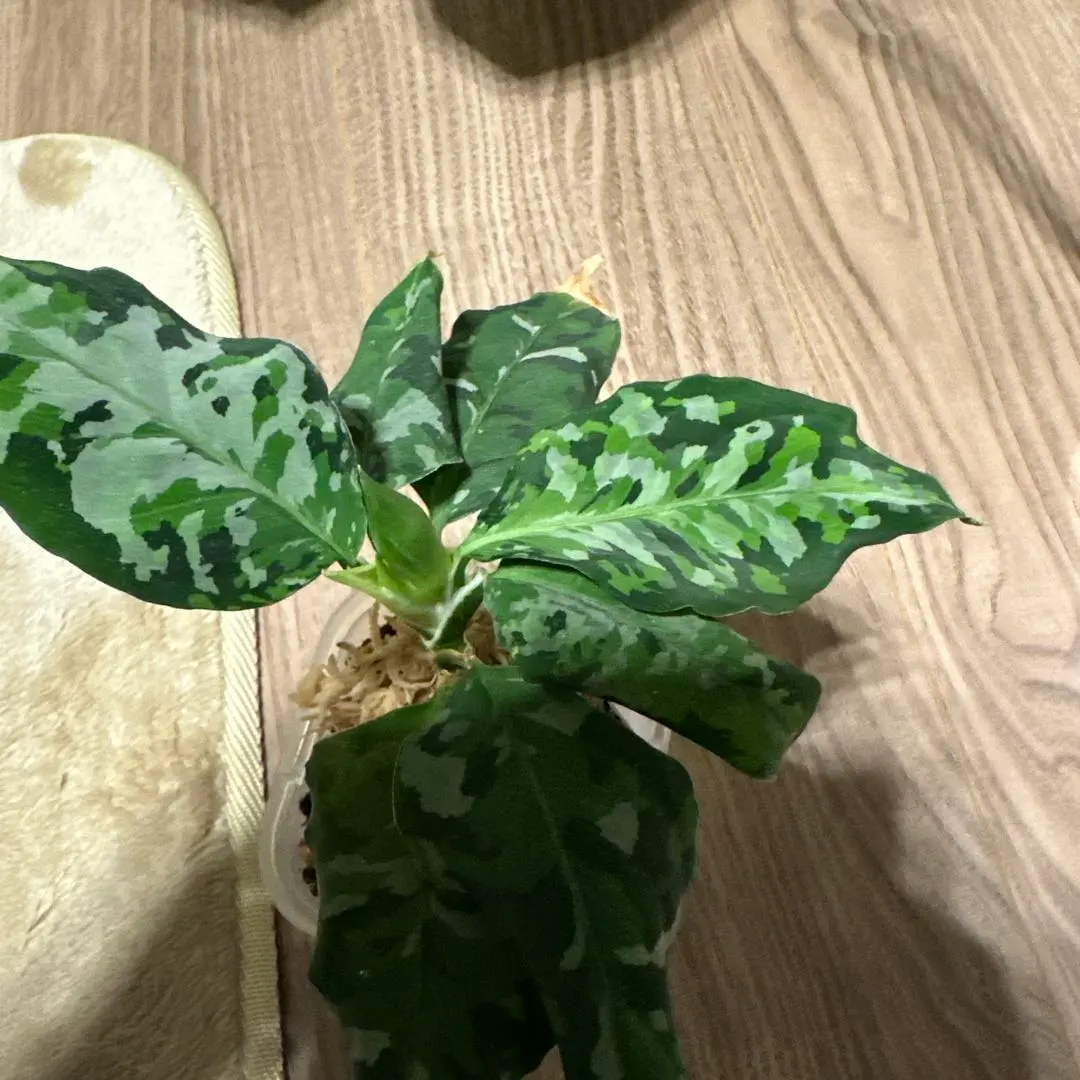 2026年最新】アグラオネマピクタム アンダマンの人気アイテム - メルカリ