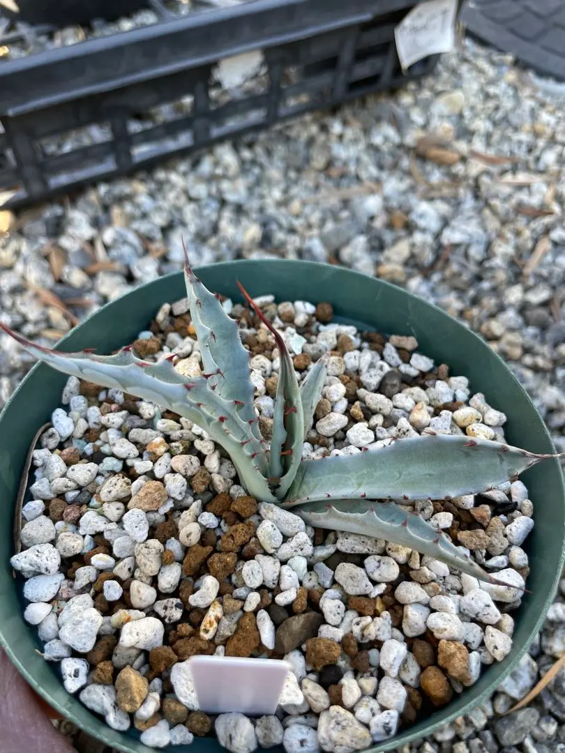 2026年最新】コロラータ ハイブリッドの人気アイテム - メルカリ