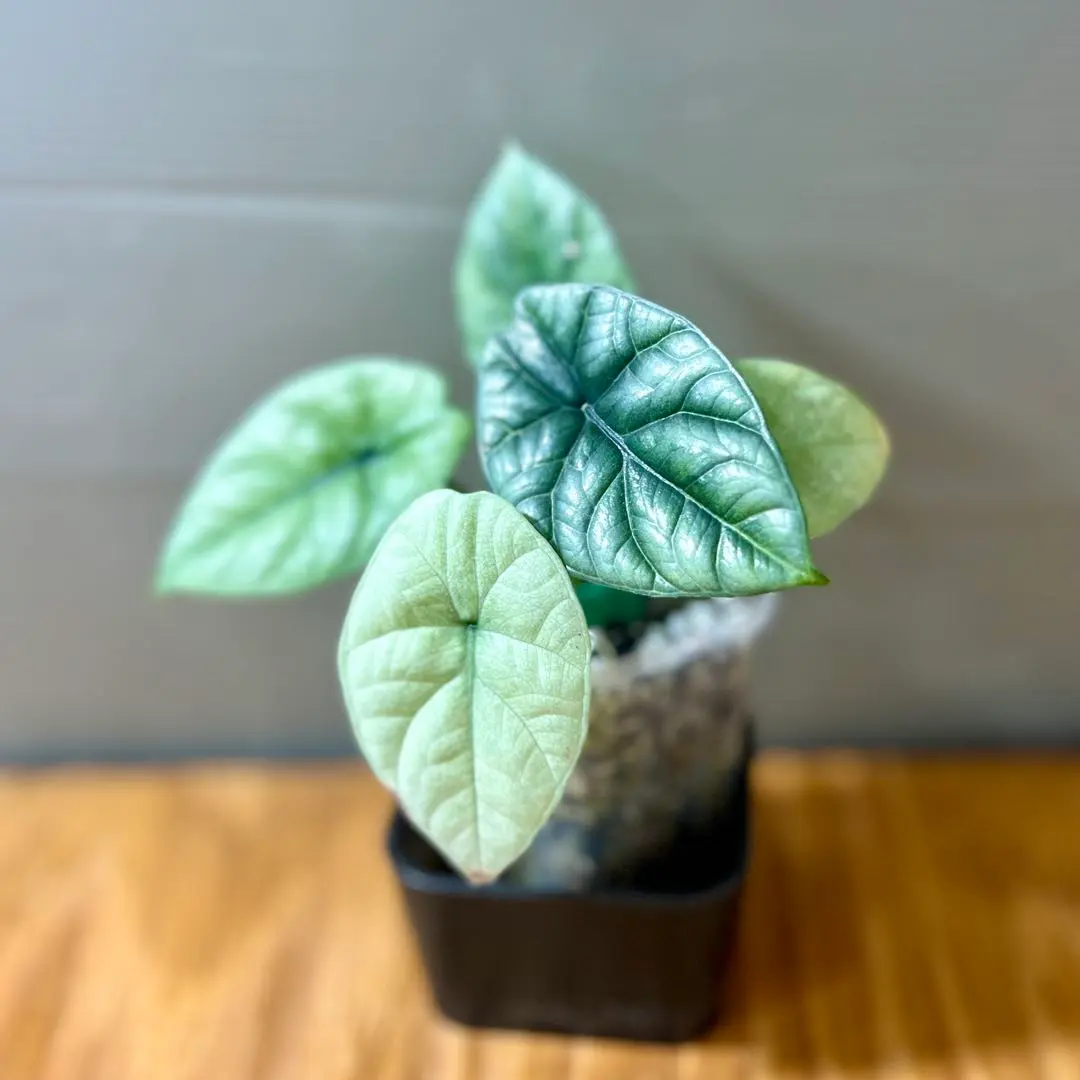 2026年最新】アロカシア シヌアータの人気アイテム - メルカリ