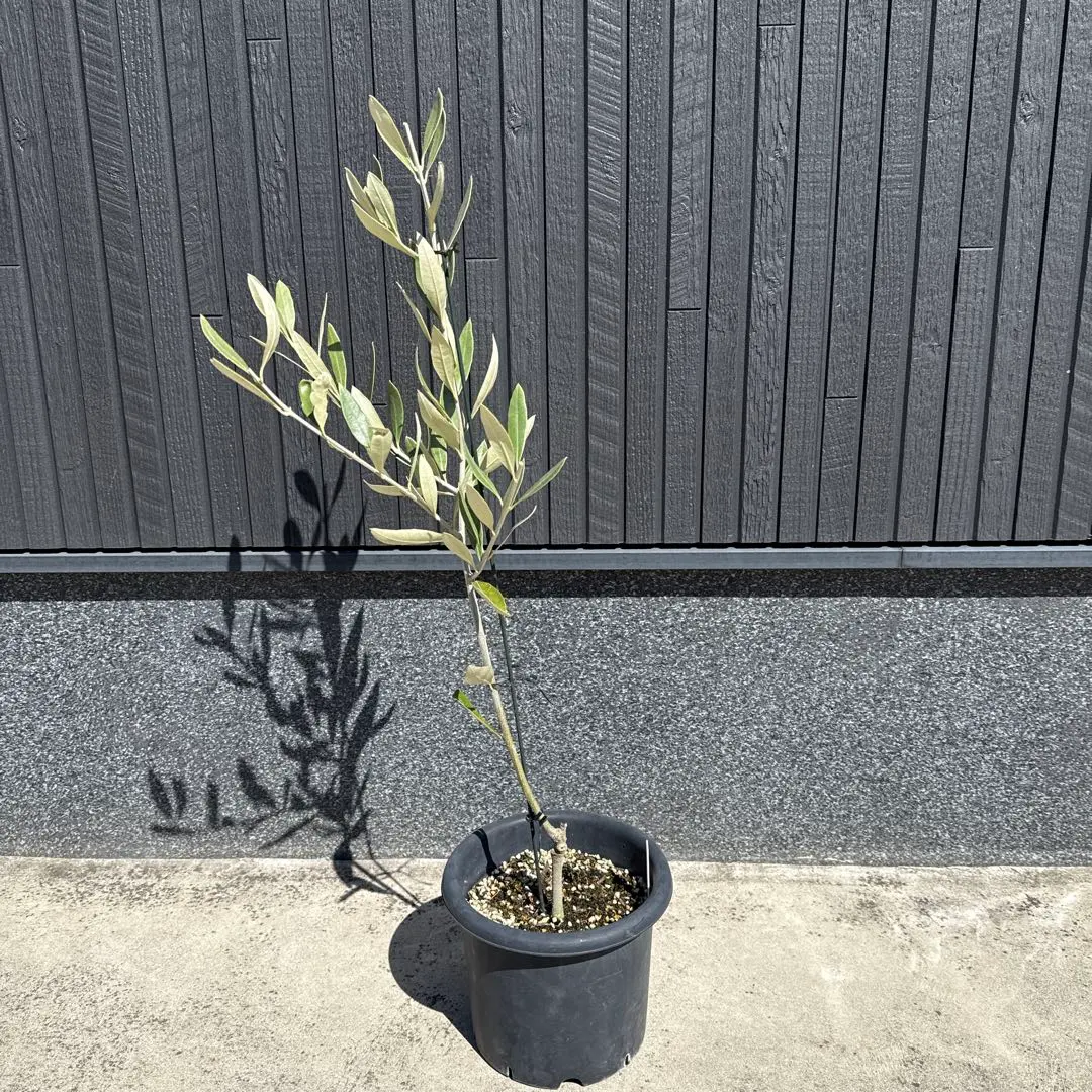 2026年最新】オリーブカラマタの人気アイテム - メルカリ