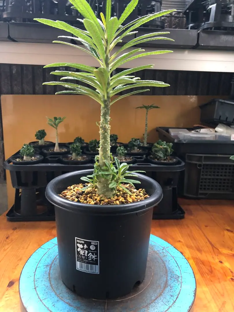 2026年最新】ギガス ブラータの人気アイテム - メルカリ