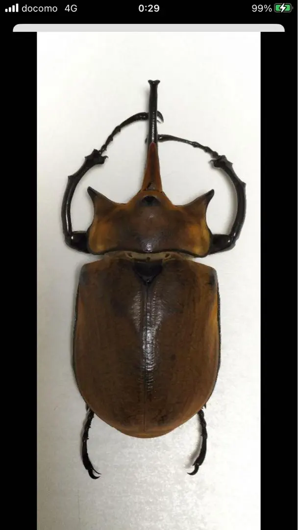 2026年最新】エレファスゾウカブト 標本の人気アイテム - メルカリ