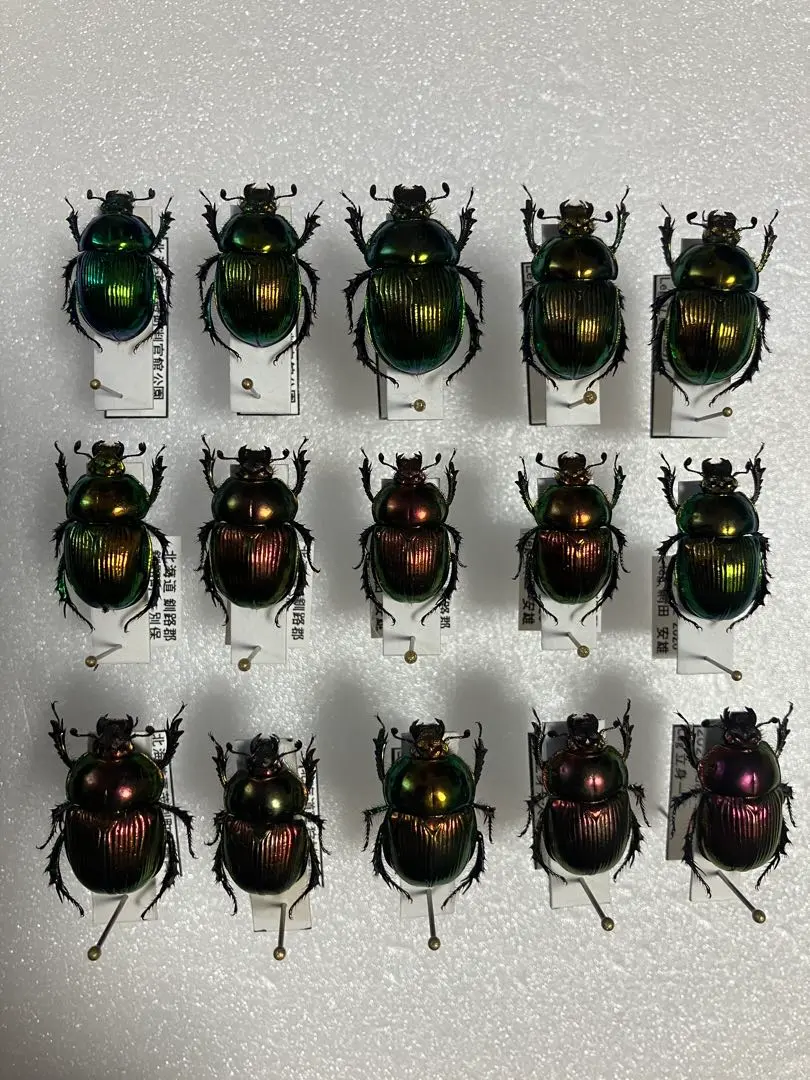 2026年最新】オオセンチコガネの人気アイテム - メルカリ