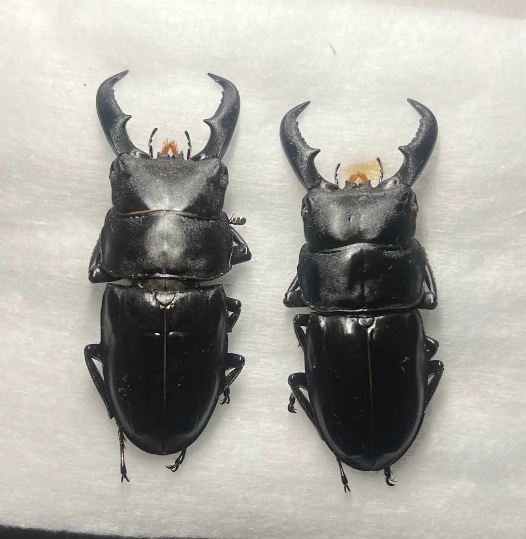 2026年最新】ヤエヤママルバネクワガタ標本の人気アイテム - メルカリ