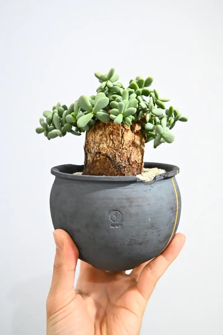 2026年最新】ピグマエア 現地球の人気アイテム - メルカリ