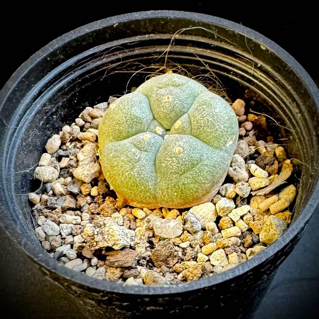 2026年最新】烏羽玉の人気アイテム - メルカリ