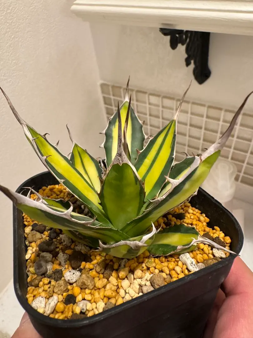 2026年最新】アガベ ホリダ 錦の人気アイテム - メルカリ