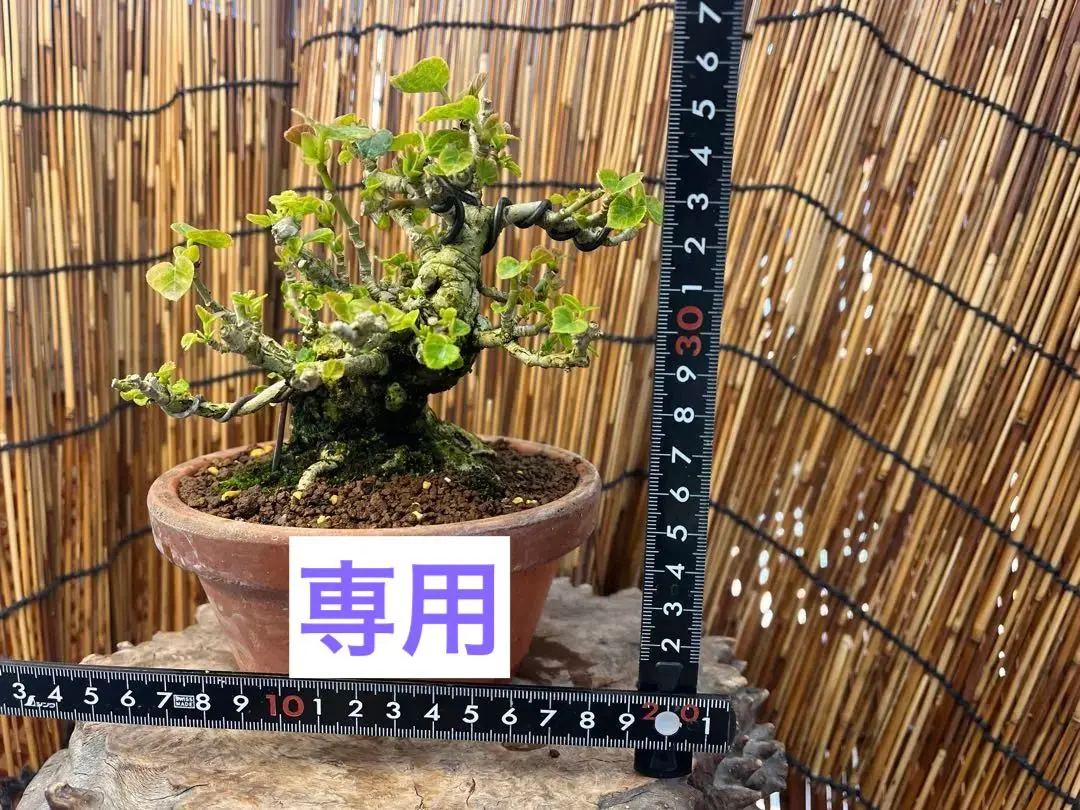 2026年最新】オオハマボウ 盆栽の人気アイテム - メルカリ