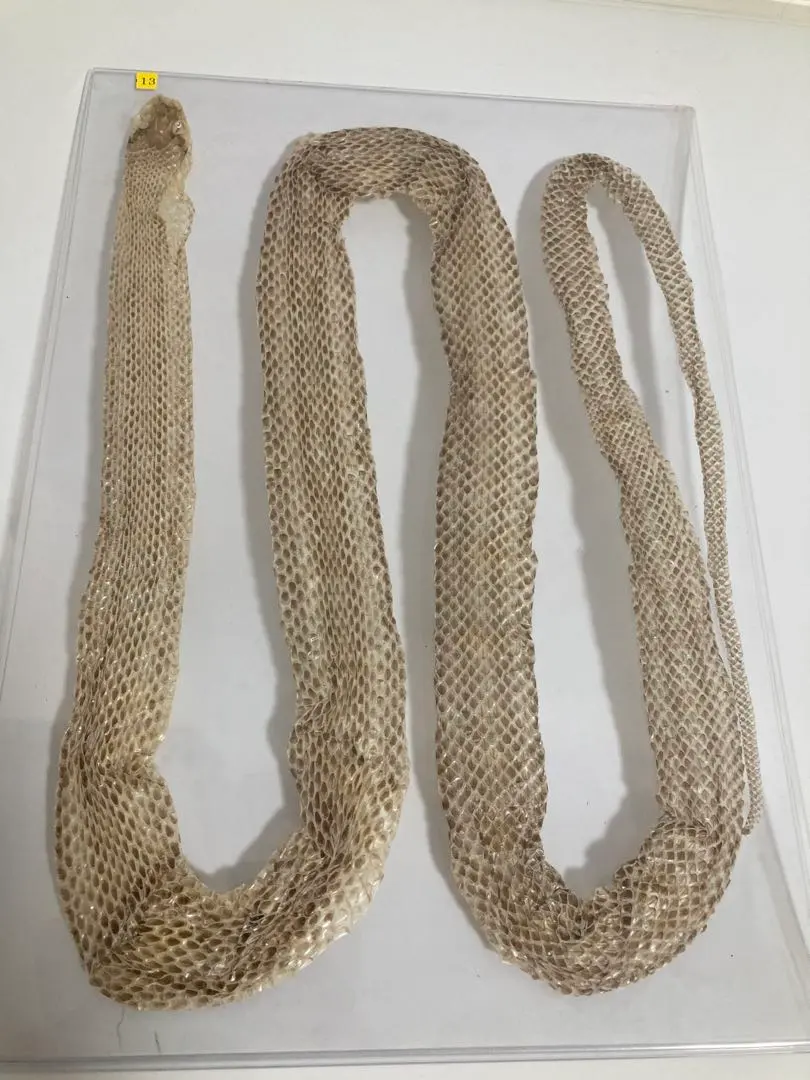 2026年最新】アオダイショウ 抜け殻の人気アイテム - メルカリ