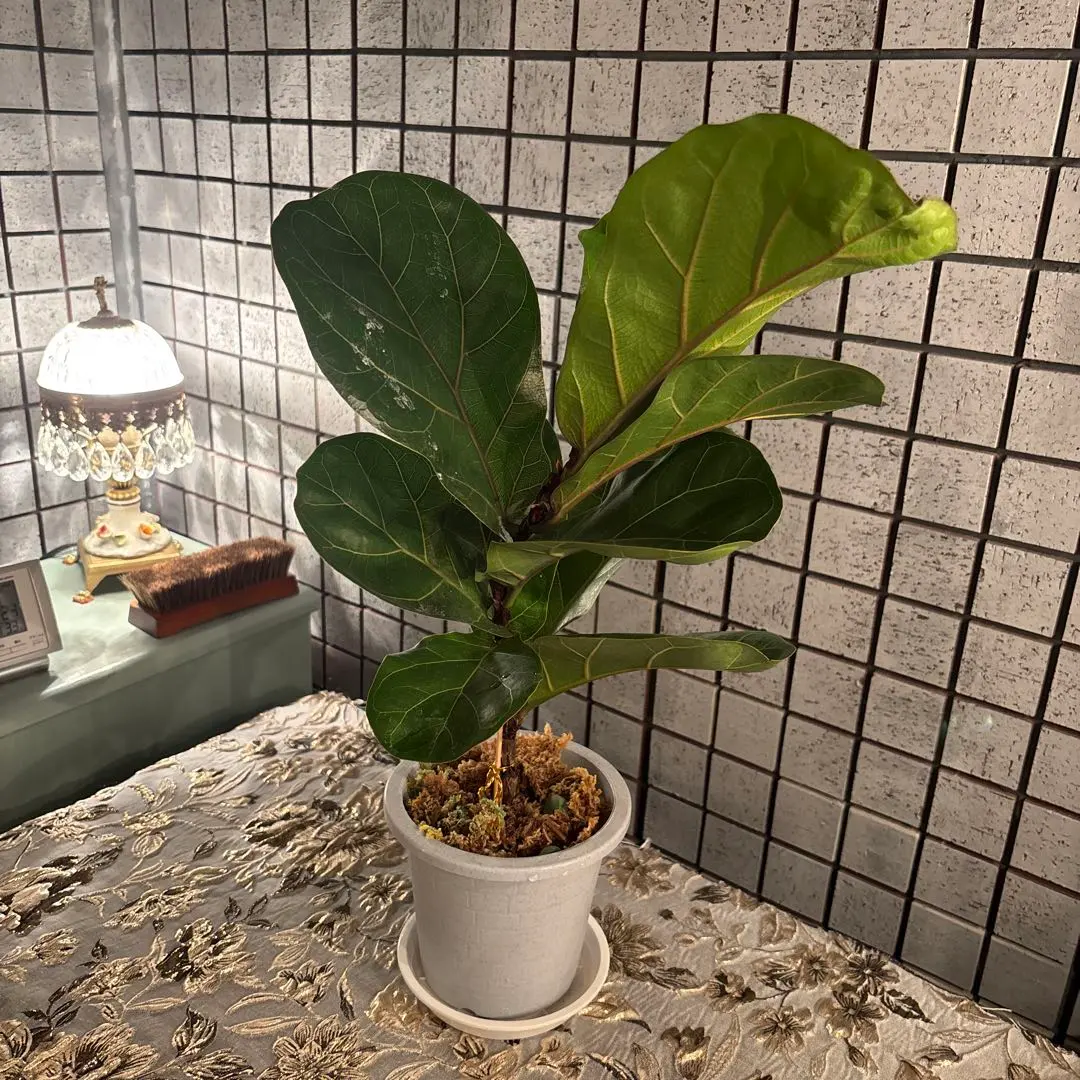 2026年最新】カシワバゴムの木の人気アイテム - メルカリ