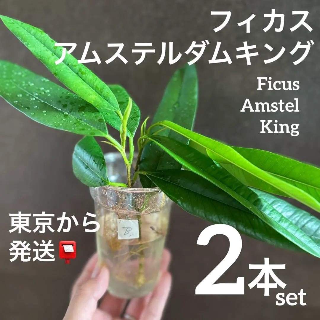 2026年最新】アムステルダムキングの人気アイテム - メルカリ