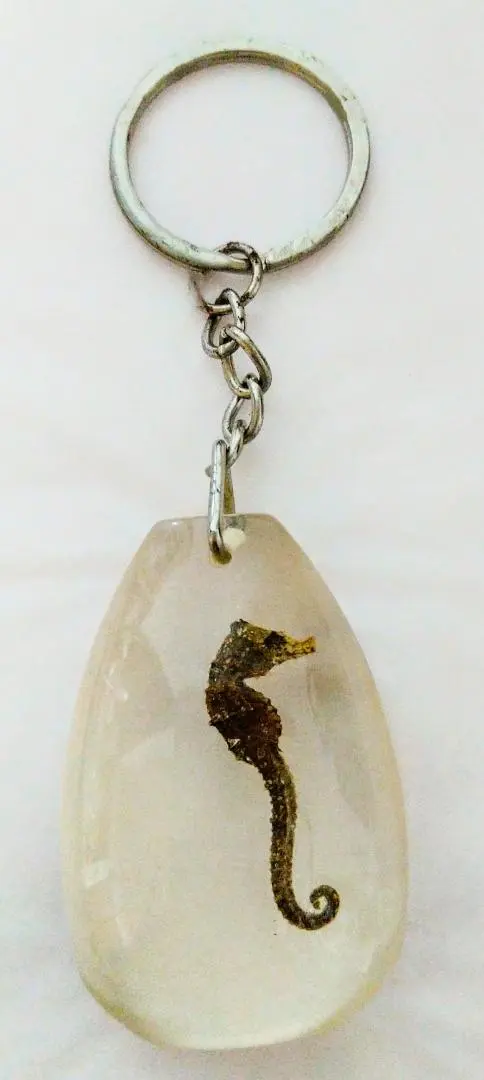 2026年最新】タツノオトシゴ 標本の人気アイテム - メルカリ