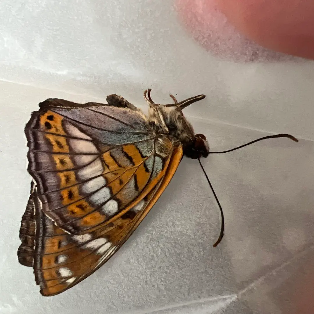 2026年最新】オオイチモンジの人気アイテム - メルカリ