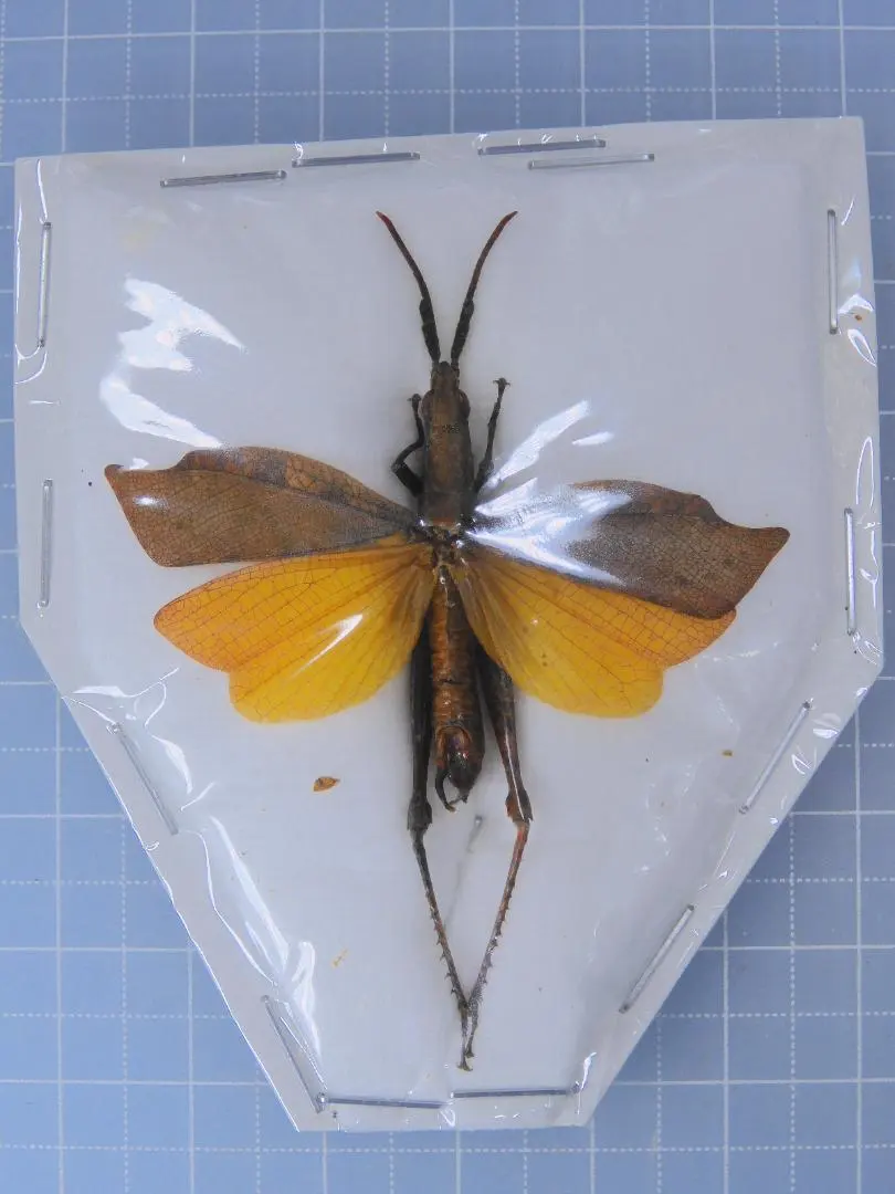 2026年最新】バッタ 標本の人気アイテム - メルカリ