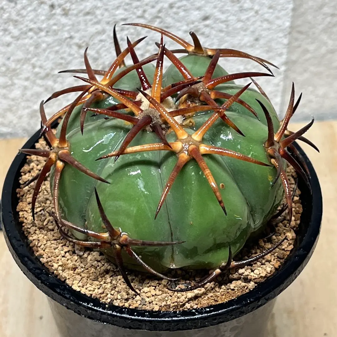 2026年最新】エキノカクタス 翠平丸の人気アイテム - メルカリ