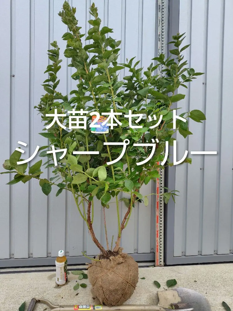 2026年最新】ブルーベリー 苗木 シャープブルーの人気アイテム - メルカリ