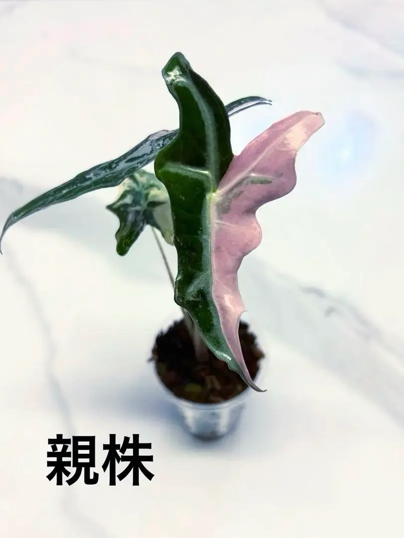 2026年最新】アロカシア ノビリスの人気アイテム - メルカリ