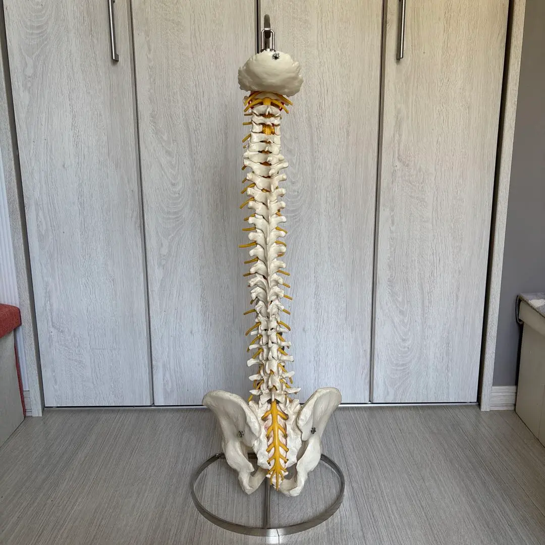 2026年最新】somso 模型の人気アイテム - メルカリ