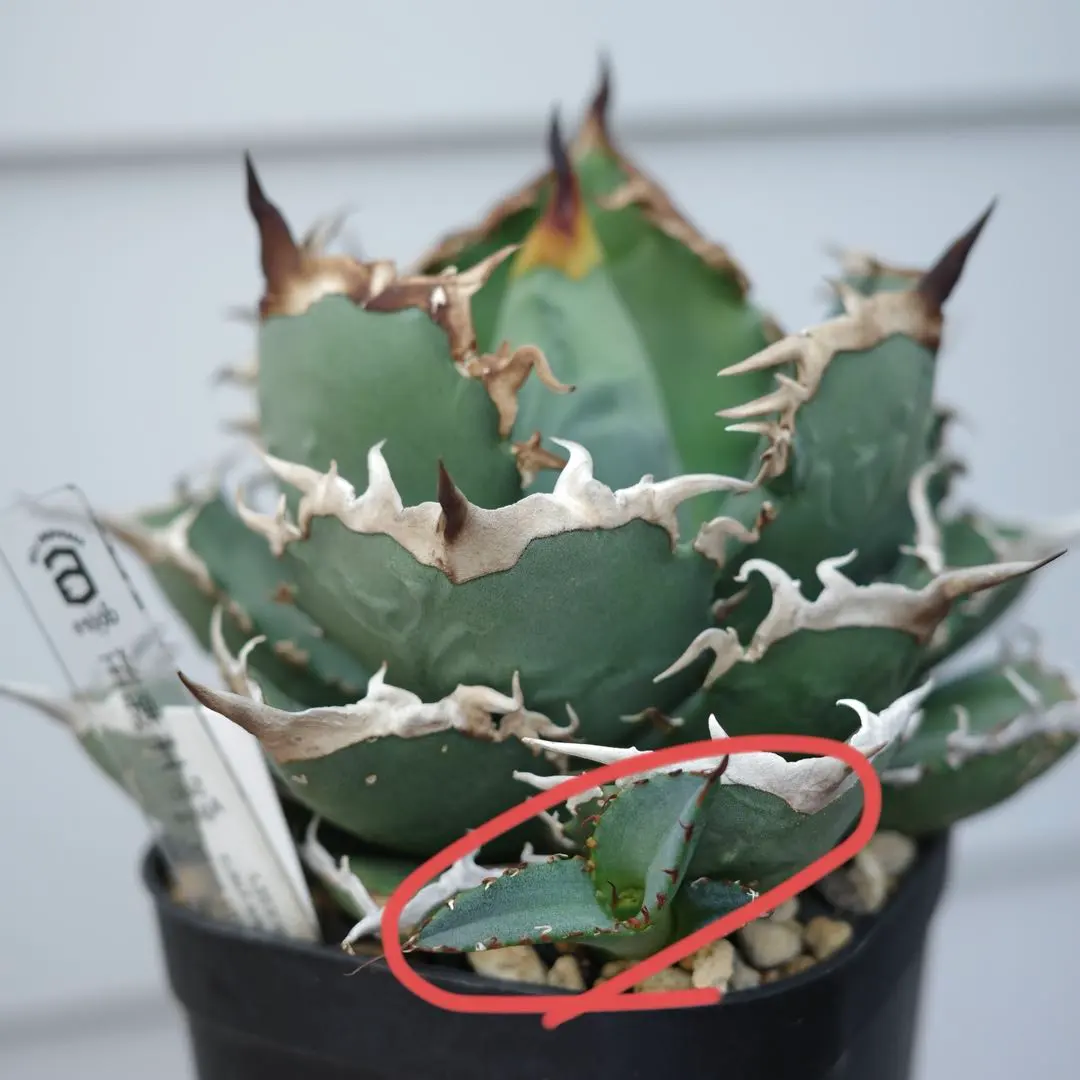 2026年最新】黒犀牛の人気アイテム - メルカリ