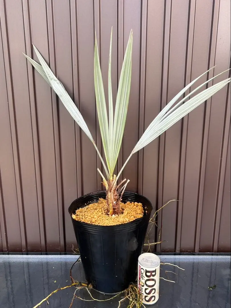 2026年最新】ブラヘア アルマータの人気アイテム - メルカリ