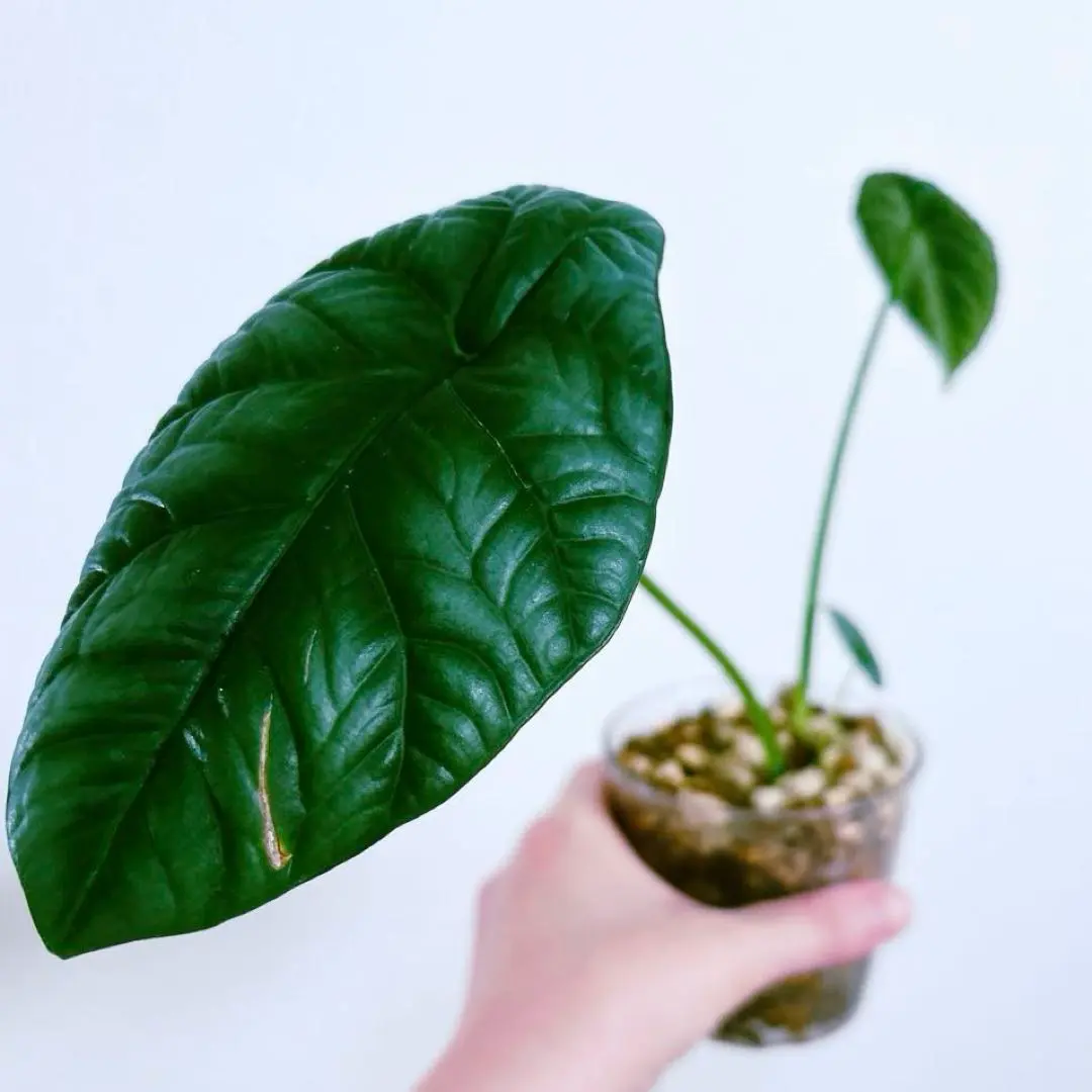 2026年最新】アロカシア シヌアータの人気アイテム - メルカリ