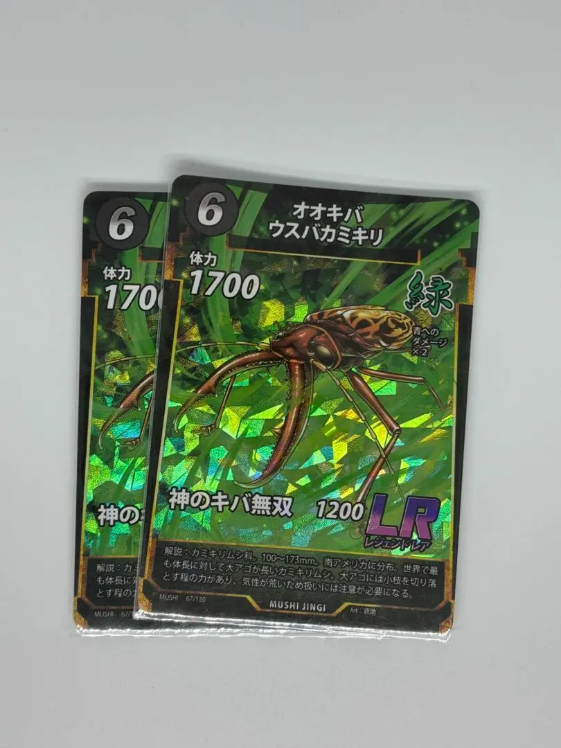 2026年最新】オオキバウスバカミキリ 標本の人気アイテム - メルカリ