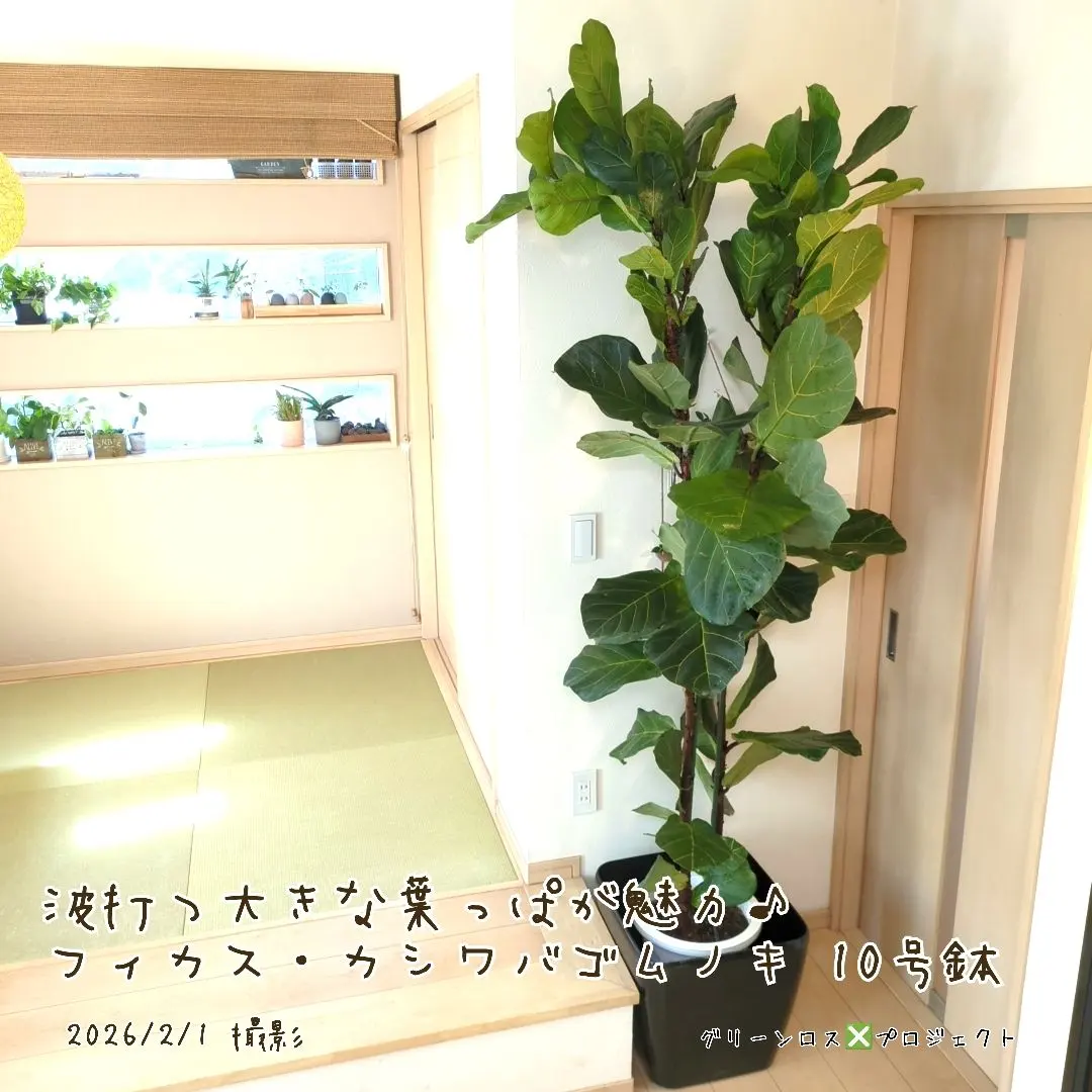 2026年最新】カシワバゴムの木の人気アイテム - メルカリ