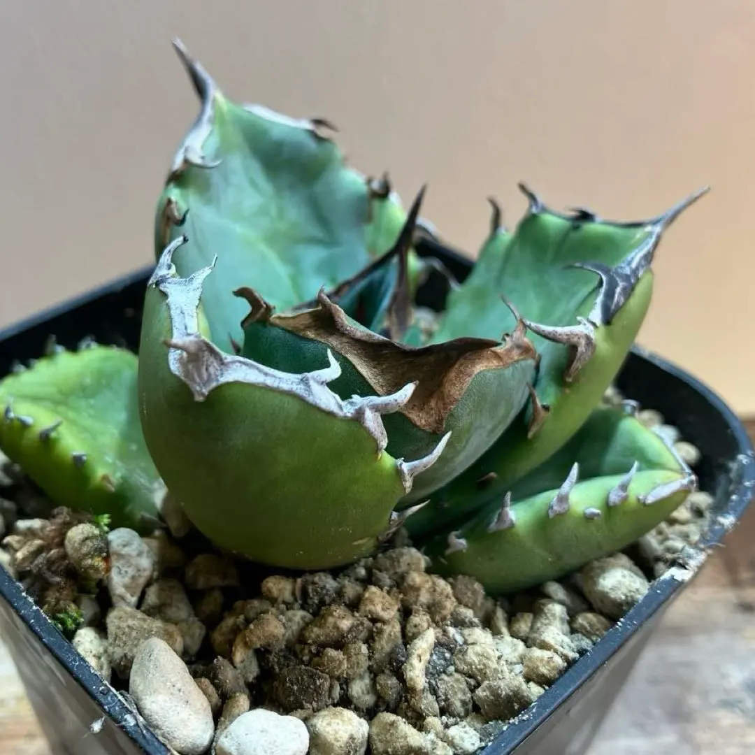 2026年最新】アガベ翼竜の人気アイテム - メルカリ