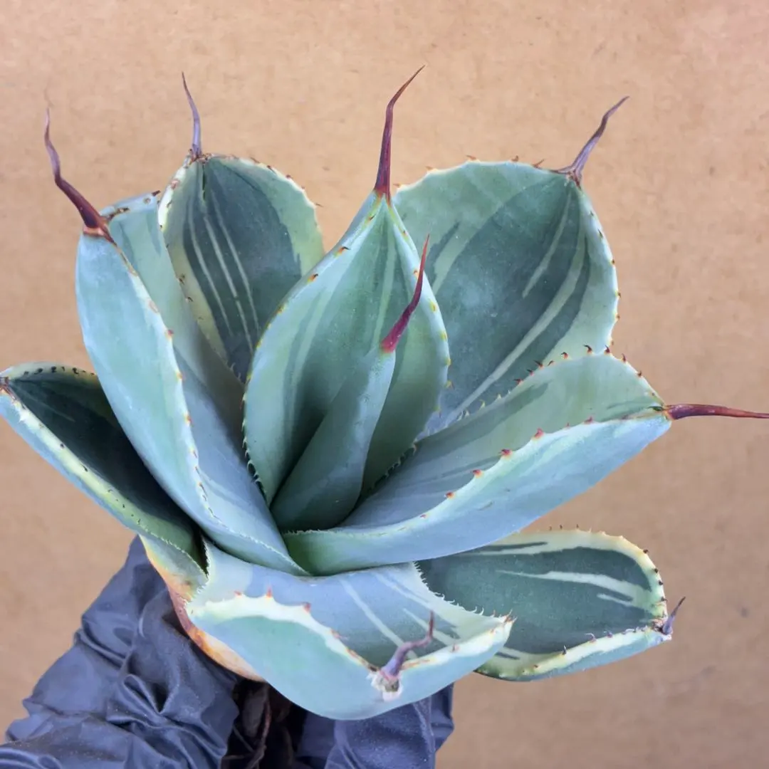 2026年最新】トランカータ 斑入りの人気アイテム - メルカリ