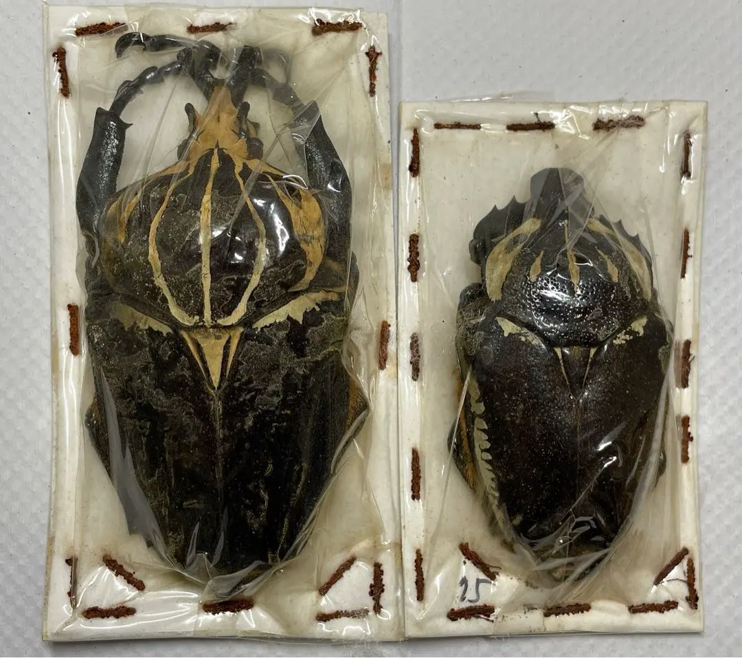 2026年最新】ゴライアス標本の人気アイテム - メルカリ