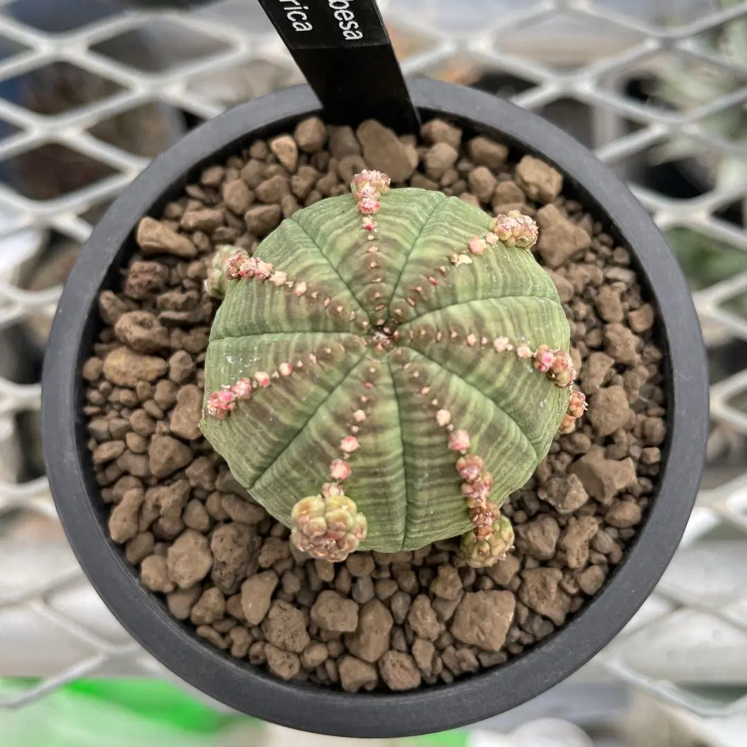 2026年最新】ユーフォルビア シンメトリカの人気アイテム - メルカリ