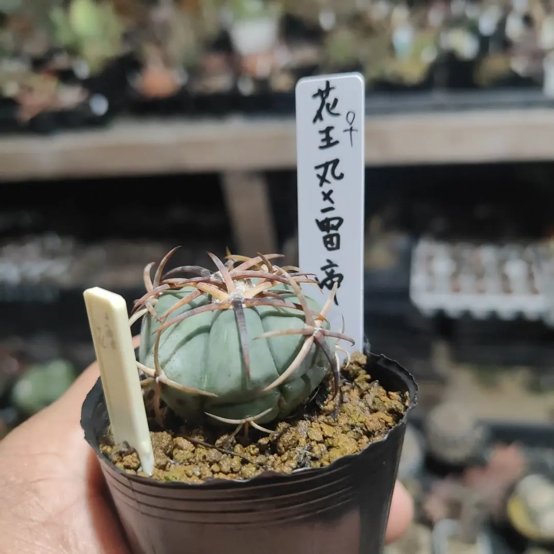 2026年最新】花王丸 サボテンの人気アイテム - メルカリ