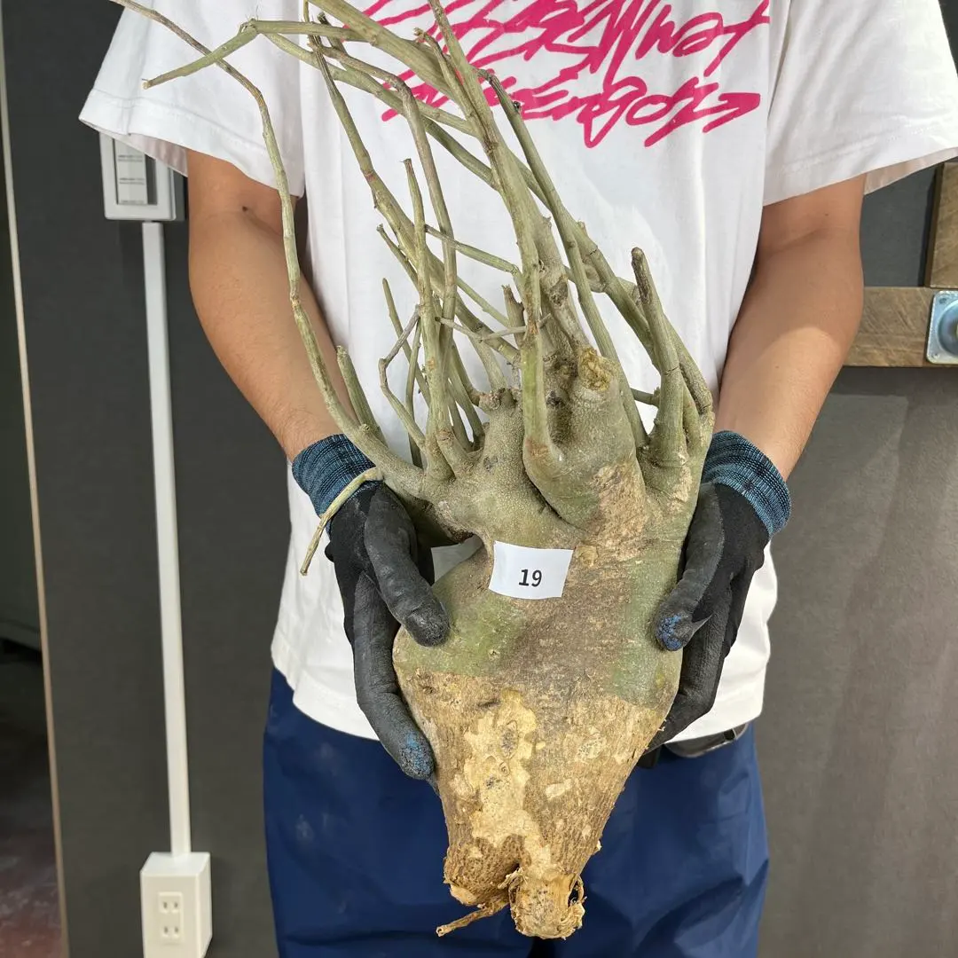 2026年最新】アデニア ペチュエリーの人気アイテム - メルカリ