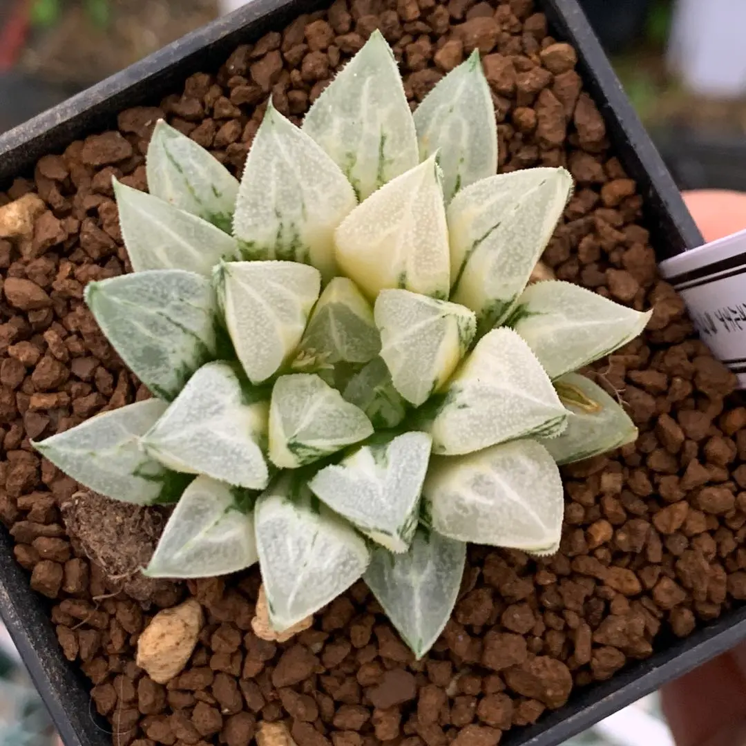 2026年最新】ハオルチア ラブ ハートの人気アイテム - メルカリ