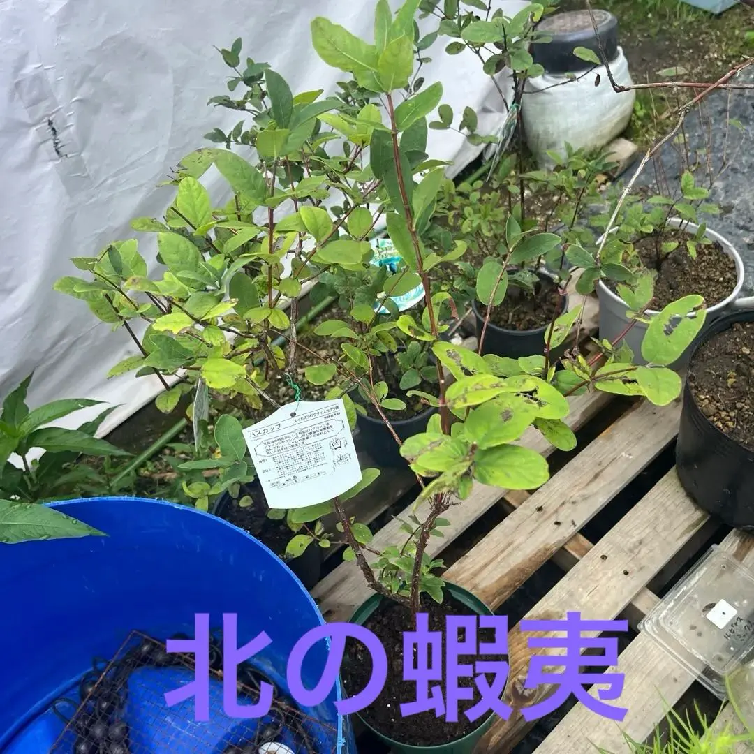 2026年最新】ハスカップ苗の人気アイテム - メルカリ