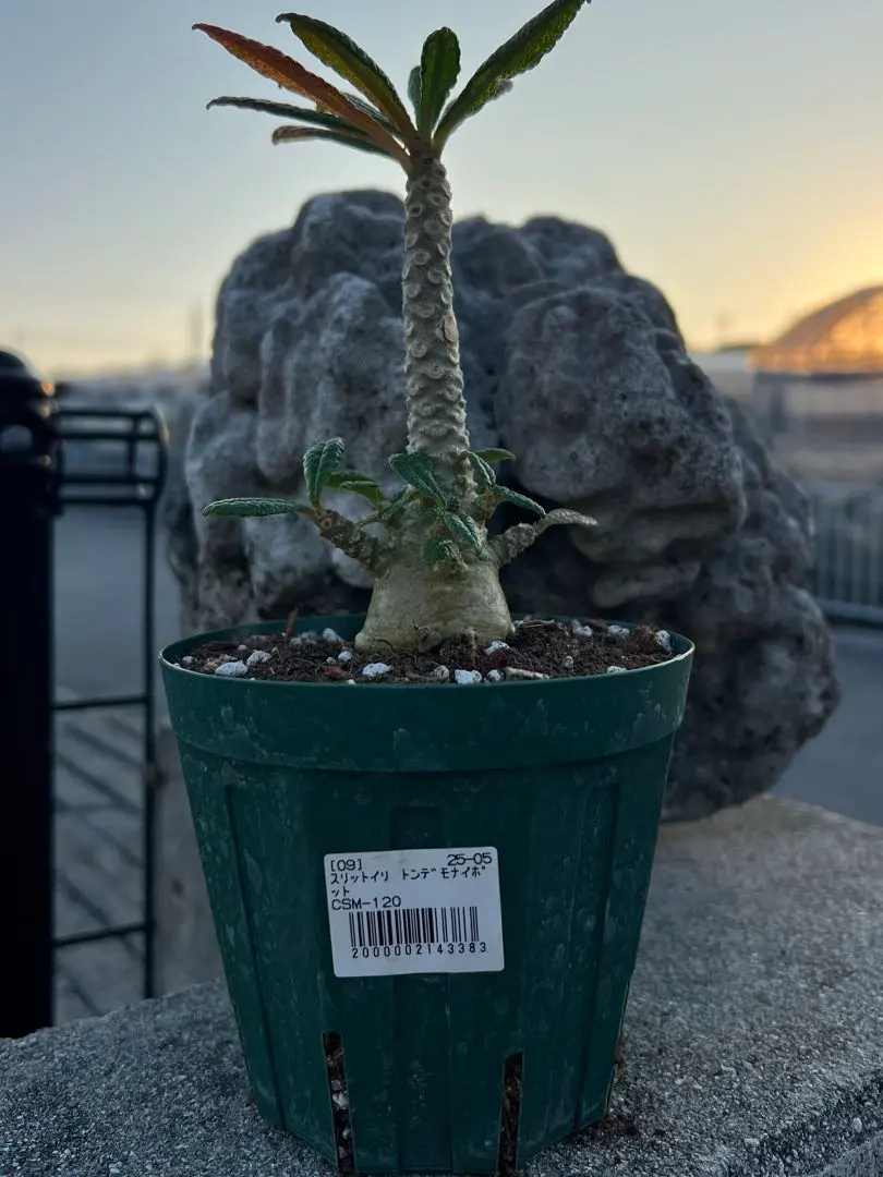 2026年最新】ドルステニアギガスの人気アイテム - メルカリ