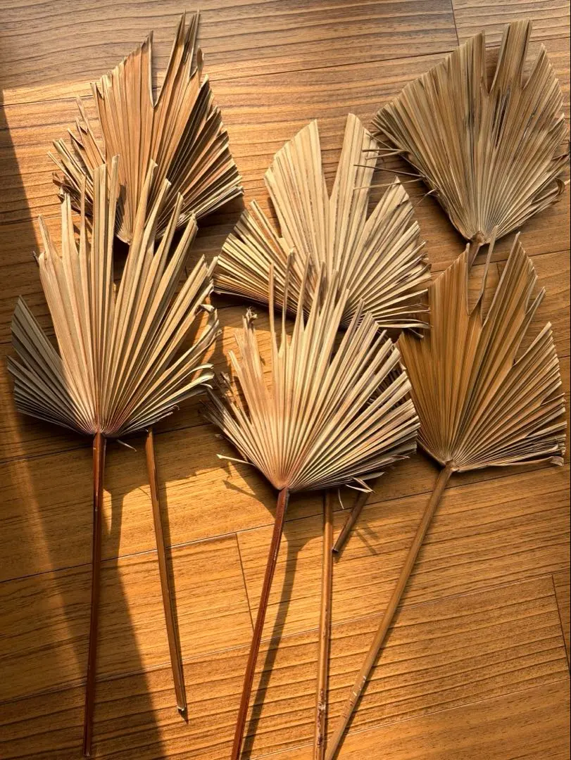 2026年最新】ワシントンヤシの人気アイテム - メルカリ